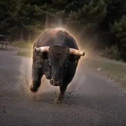 BISON