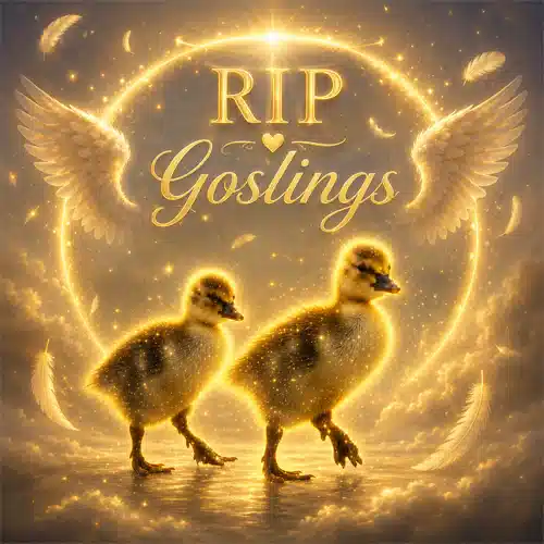 GOSLINGS