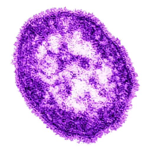 MEASLESVIRUS